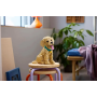 Chiot Golden Retriever LEGO Icons à construire - 2 102 pièces