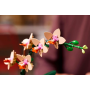 Orchidée miniature LEGO Botanicals 10343 - Décoration élégante